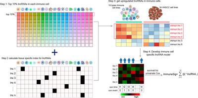 Tumor-Infiltrating Immune-Related Long Non-Coding RNAs Indicate Prognoses and Response to PD-1 Blockade in Head and Neck Squamous Cell Carcinoma